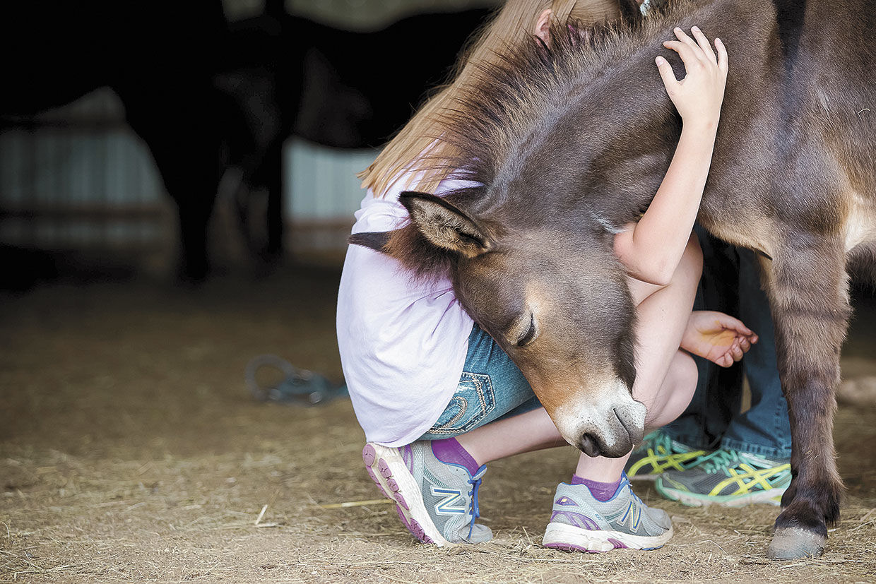Equine-assisted therapy